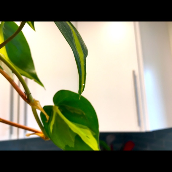 Meet your Posher, Evelyn - Picture 1 of 1